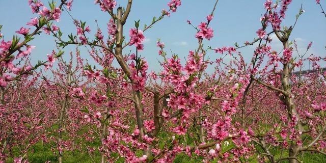 西安周边旅游景点大全介绍（西安周边踏青好去处推荐）